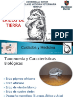 Erizo de Tierra, DR .Miguel Ángel Mansilla