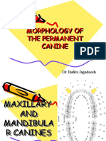 3 Morphology of The Permanent Canine