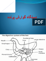 دستگاه گوارش پرنده 