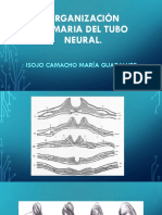 Tubo Neural.