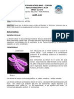 Taller No 007 Division Celular Mitosis PDF