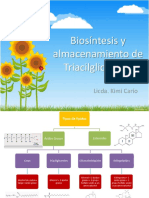 Biosíntesis y Almacenamiento de Triglicéridos