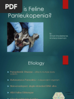 Feline Panleukopenia - Copy