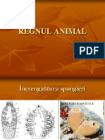 12.Regnul Animal Ppt Cls a 9 A