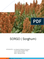 Sorgo: clasificación, descripción y cultivo