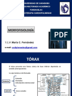 Morfofisiologia Cardiovascular 