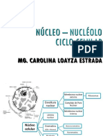 S.11 Nucleo y Nucleolo