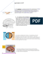 Brain Anatomy and Functions