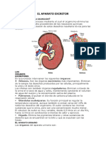 El aparato excretor: riñones, pulmones y otros órganos