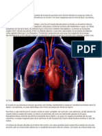 aparato y Sistema Circulatorio.docx