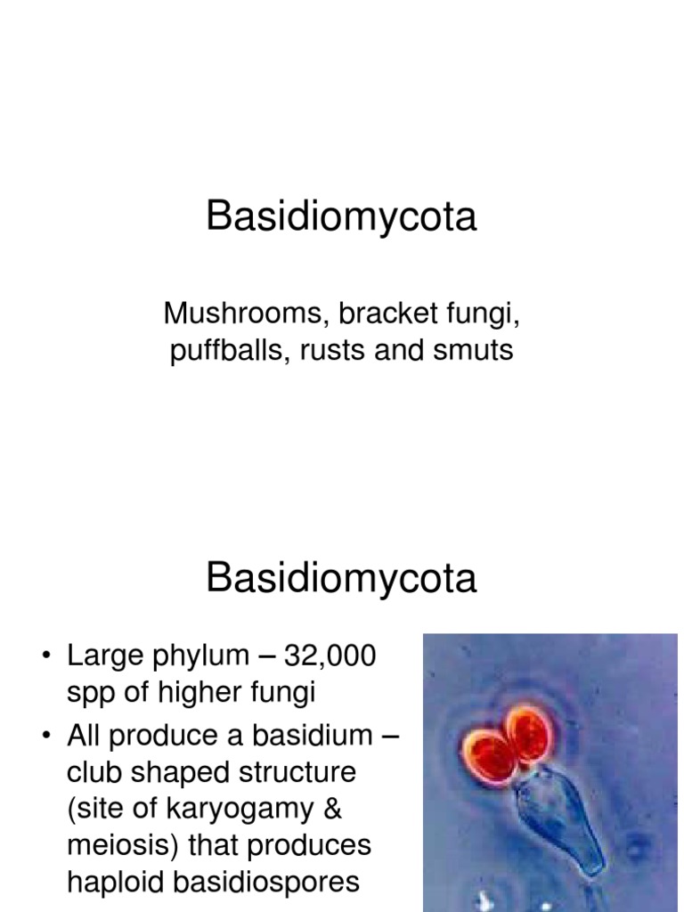 Basidiomycota: Mushrooms, Bracket Fungi, Puffballs, Rusts and Smuts ...