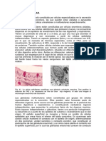 tejidoepitelialgland.pdf