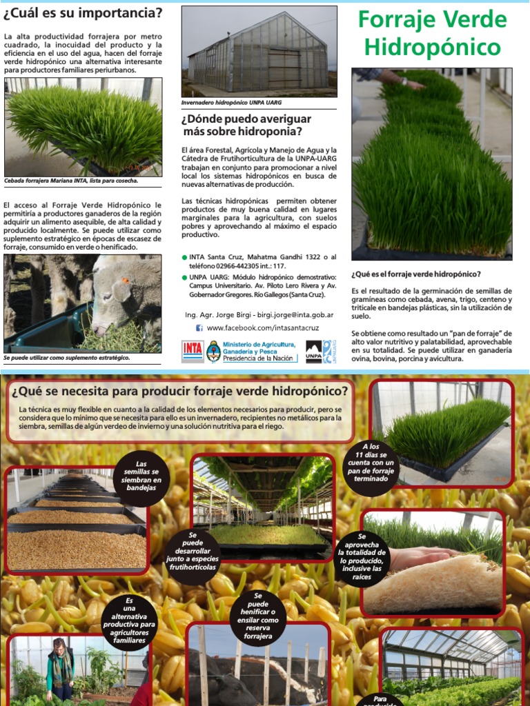 Inta Forraje Verde Hidroponico | PDF | Hidroponia | Plantas