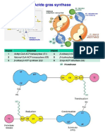 Biosynthese Des Acides Gras