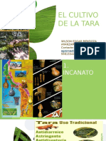 Potencial del cultivo de tara en Moquegua