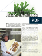 Algas Mexico