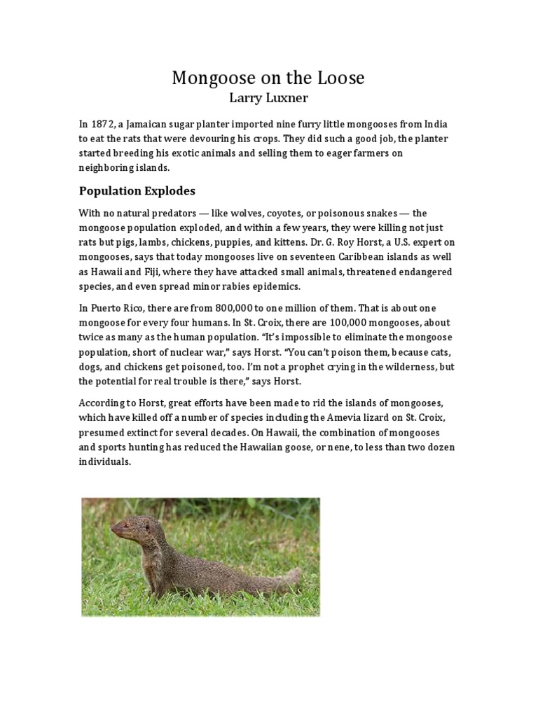 Mongoose On The Loose: Larry Luxner | PDF | Animals And Humans | Organisms