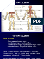 1.1 Struktur Tulang Skeletal