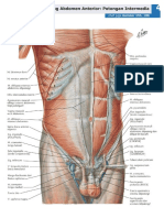 Regio Abdomen