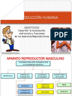 AP.reproductor Masculino 1