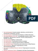 Neuroanatomía Práctica