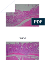 Pyloduodenum - Rectoani