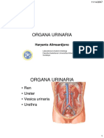 urinarius.pdf