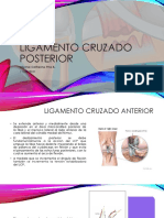 Ligamento Cruzado Posterior