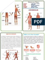 Diptico Musculos