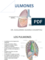  Pulmones