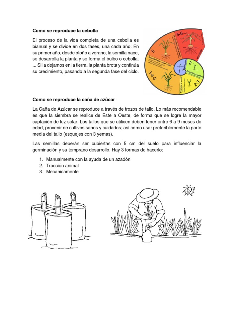 Como Se Reproduce La Cebolla PDF Siembra Germinación