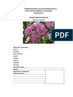 Estudio morfológico de Nerium oleander