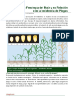 55. La Fenologia del Maiz y su Relacion con la Incidencia de Plagas.pdf