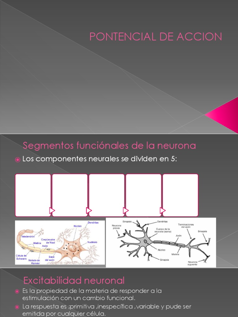 Potencial de Accion | PDF | Neurona | Potencial de acción