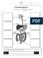 Actividad Sistema Digestivo PDF