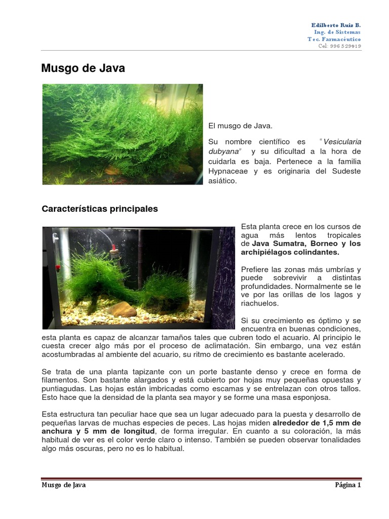 Musgo de Java | PDF | Acuario | Musgo