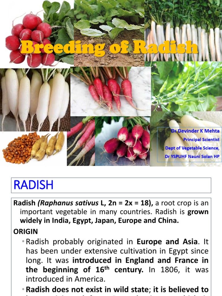 11. Radish Pollination Plant Breeding