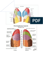 Pulmones