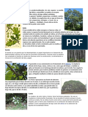 10 Plantas Maderables | PDF | Roble | Plantas