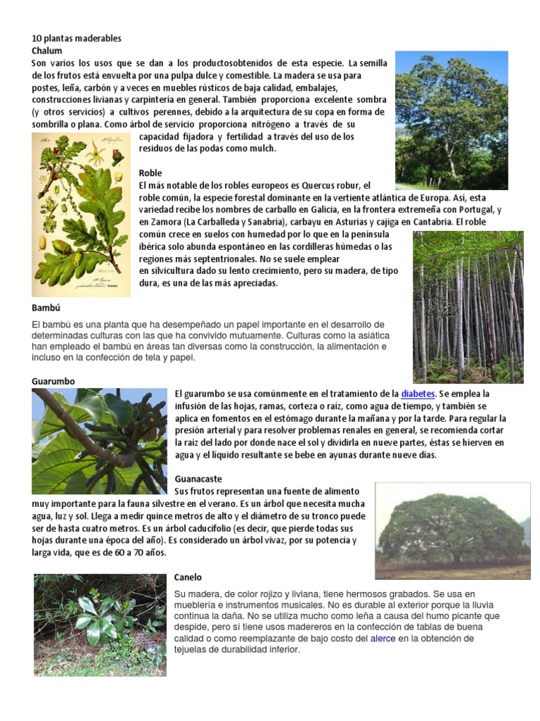 10 Plantas Maderables | PDF | Roble | Plantas