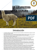 Atlas Anatomico de Alpaca