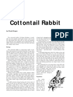 Cottontail Rabbit: by Chuck Fergus