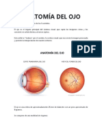 Anatomía Del Ojo