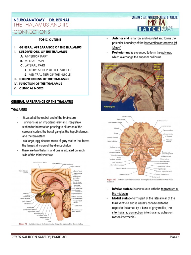 Thalamus Anatomy and Connections | PDF | Thalamus | Cerebral Cortex