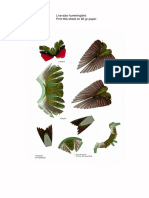 Template Hummingbird Life Size PDF