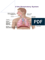 How_the_Lungs_and_Respiratory_System_Wor.docx