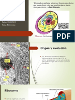 Presentación de Ribosomas