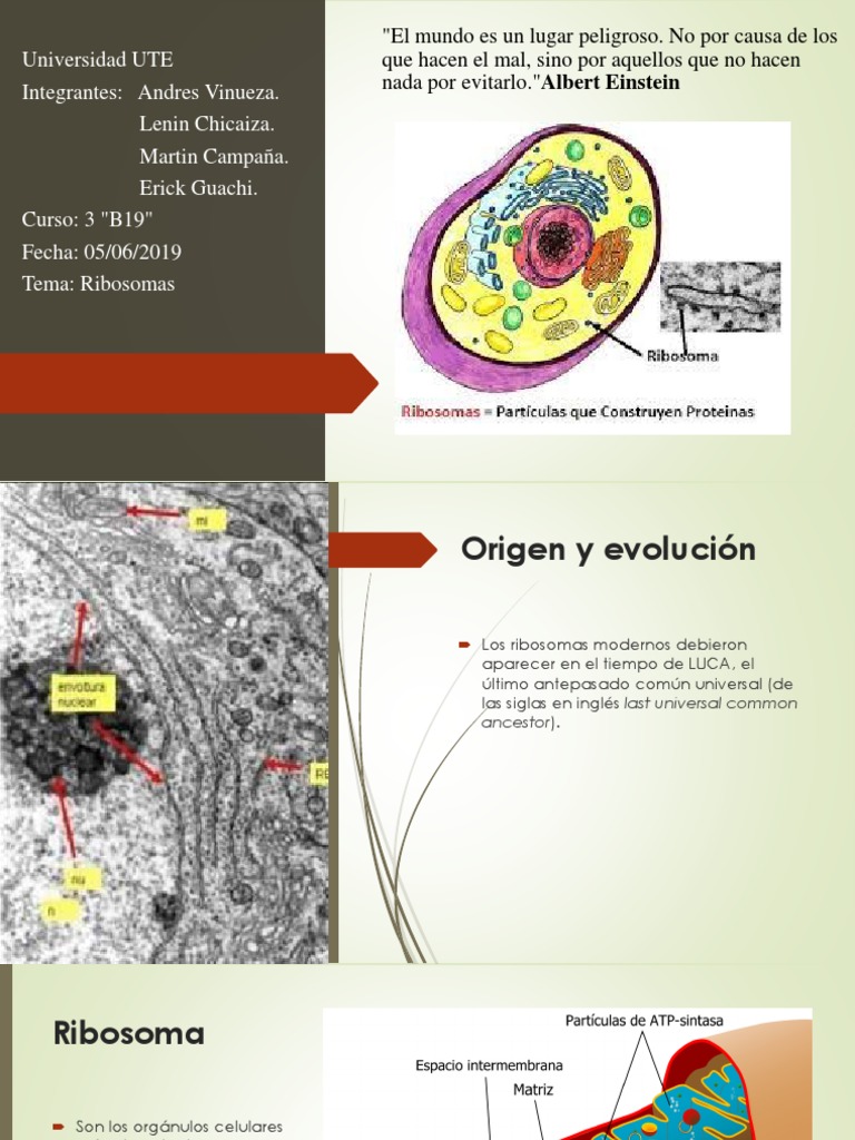 Funciones y Estructura de Ribosomas | PDF | Ribosoma | Biología Celular)