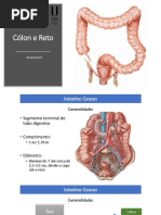 Anatomia e Função do Cólon e Reto | PDF | Colonoscopia | Anatomia
