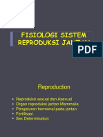 Sistem Reproduksi Jantan Mamalia